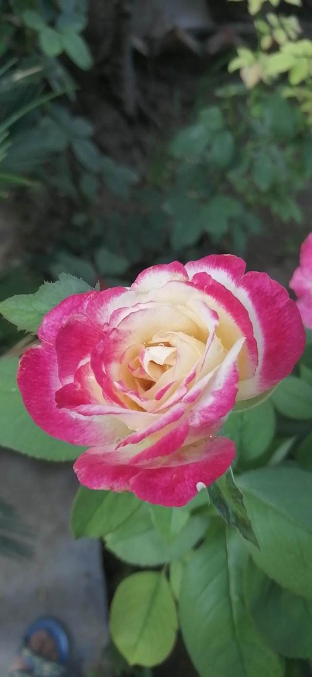 月季花是什么颜色的，月季花一般都是什么颜色（家里客厅摆这几种月季）