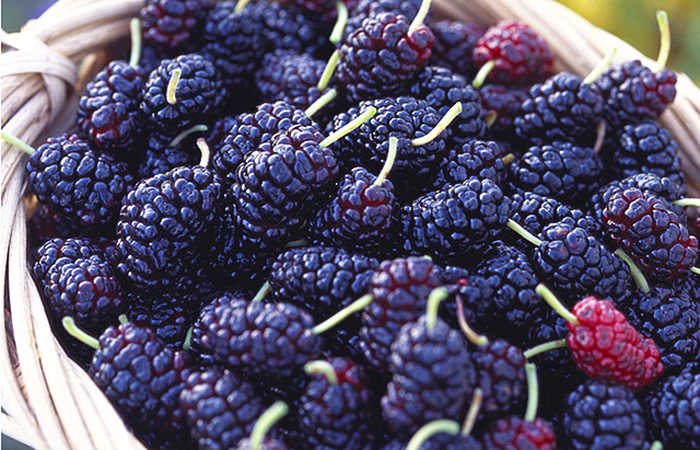 桑葚泡酒的正确方法，桑葚怎样泡酒（配方和做法教给你）