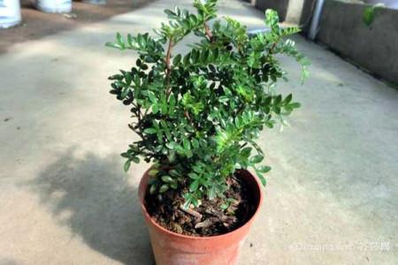 青香木栽培方法介绍，清香木的栽培技术（清香木怎么养）