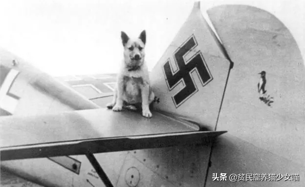 日军与德军哪个更恶毒，日军怕德军吗（为啥战争中常常用狗做间谍）