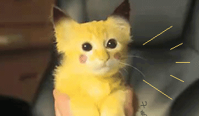 麒麟尾（麒麟尾猫），你的喵可能有皮卡丘血统（麒麟尾猫咪图片）