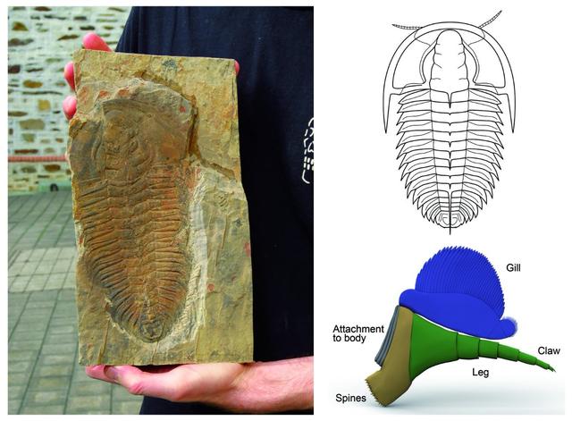 三叶虫因为什么而得名，三叶虫的由来（演化20000个种）