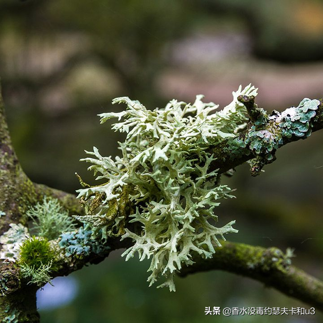 香水气味图鉴，我该如何区分香水里的各种气味