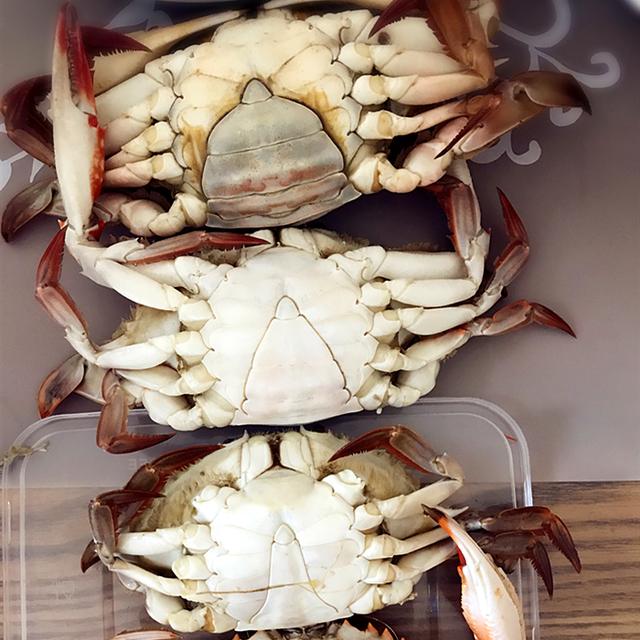 小娘蟹和梭子蟹的区别图片，兰花蟹和梭子蟹的区别是什么（这种蟹的味道更好吃）