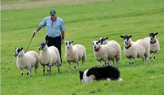 大同特产，世界上最好的羊，看看都在哪（大同特产有什么可以送礼的）
