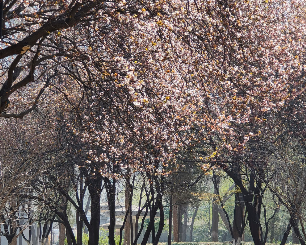 欲钱去树上找一找，欲钱去树上找一找是什么生肖（路过花瓣都能落头上）