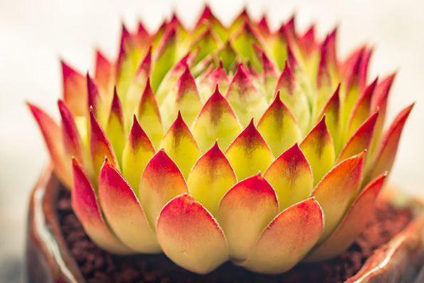 观音莲的花语，观音菩萨与莲花的寓意（守护你的小幸福）