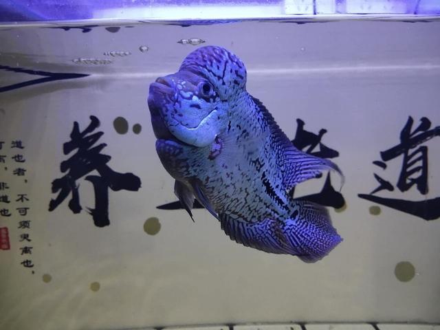 新鱼入缸多久喂食，新鱼入缸有几天危险期（为什么入缸后还不能立刻投喂）