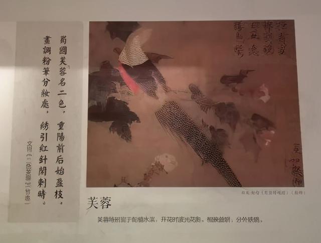 蓉城是哪个城市，花令丨芙蓉城里话芙蓉（冰城是哪个城市）