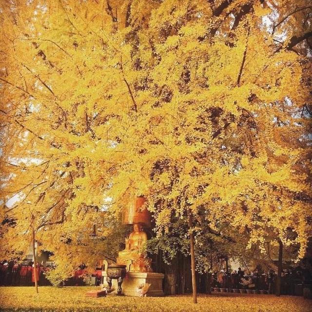 银杏的树叶好像什么比喻句，银杏叶子像什么比喻句有哪些（银杏的叶子是心的形状）