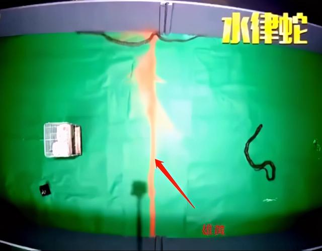 蛇最怕什么东西和气味，蛇最怕什么东西和气味百度百科（研究人员说明了原因）