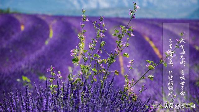 表达心累又无奈的说说，压抑憋屈的心情说说（伤感心累无奈的说说）