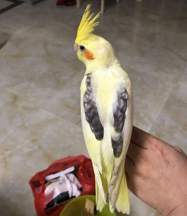 哪种宠物鸟最好养又好看，什么宠物鸟好看又好养（难怪能够“通杀”养宠物的朋友们）