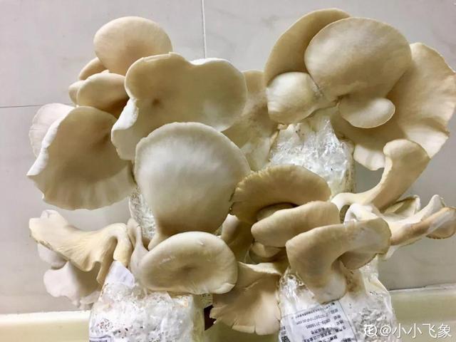 平菇种植最简单方法，平菇种植最简单的方法（喷喷水就能长）