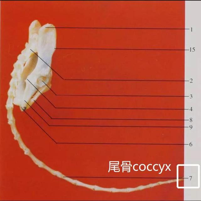扯猫尾是什么意思，扯猫尾巴上炕什么意思（一次说透彻猫尾的那些事儿）