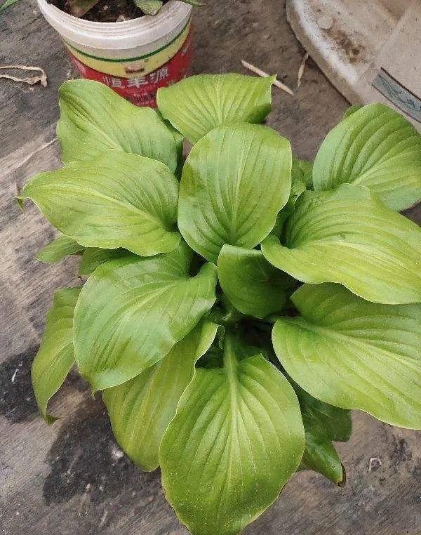 鸟尾花的繁育管理，鸟尾花 花期（30种耐阴花）