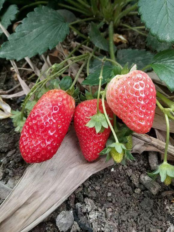 霸王花是火龙果的花吗，昙花、霸王花、火龙果花和令箭荷花的区别（奶奶把一根枝插土里）