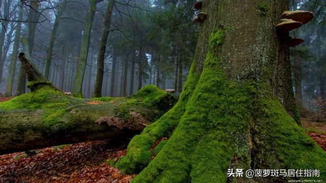 木地板甲醛没那么吓人，地板甲醛去除方法（甲醛最少的地板，反而更便宜）