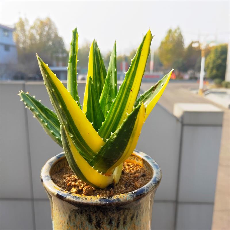 哪种芦荟好养且美观(栽种芦荟有哪些好处)-柯彬网