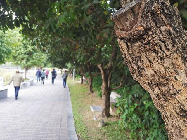 中国公园之城•深圳•松坪山公园