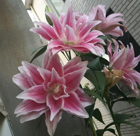 枯萎的花图片，枯萎的花（6种漂亮花，开完花“就枯萎”）