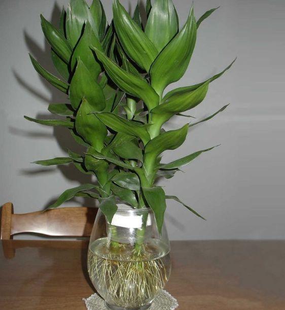 观音竹怎么水培养殖才好,观音竹可以水培养吗(喜欢用"水培方法"养植物