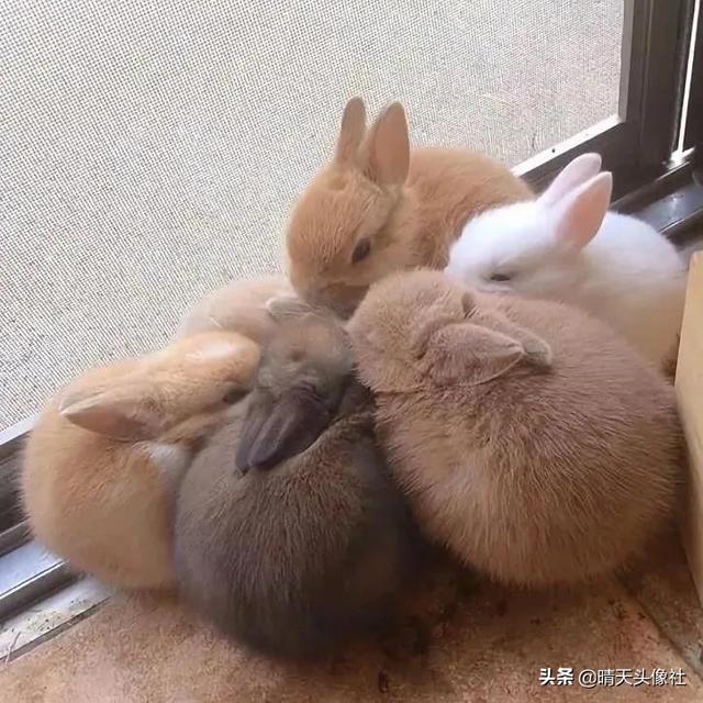 萌宠头像微信，萌宠头像（正如晚来的你皆是笑意）