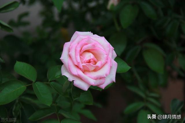 女孩说阿巴阿巴是啥意思，阿巴阿巴阿巴什么意思（不知道怎么与喜欢的女生沟通）