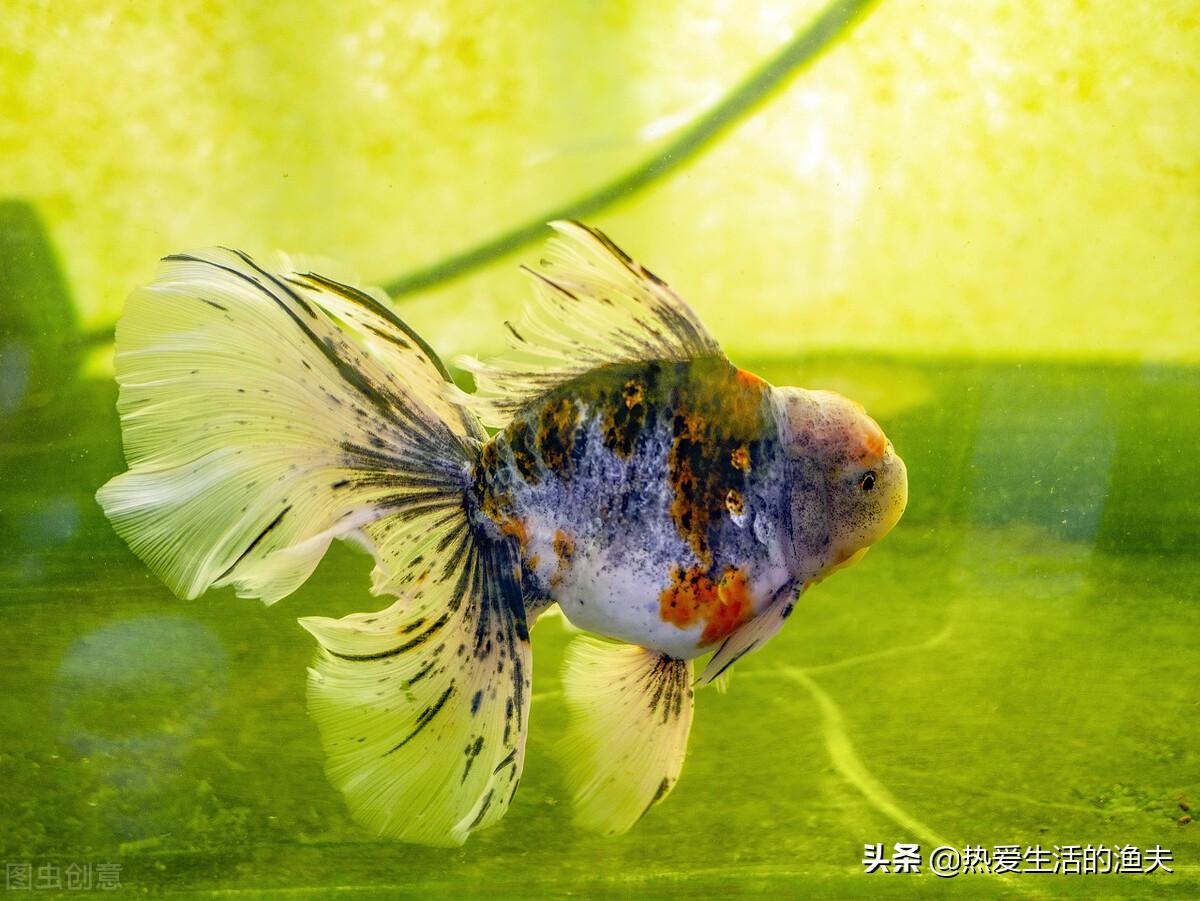 泰狮好养吗，泰迪好养吗?优缺点有哪些（如何养一缸漂亮的泰狮金鱼）