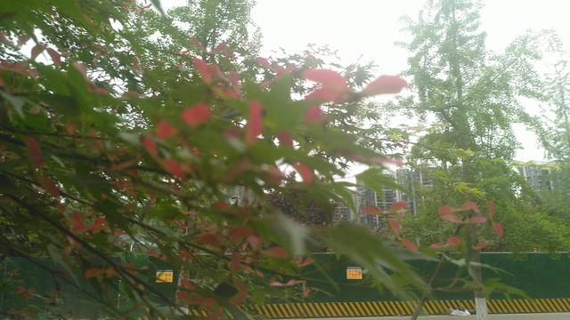 鸡爪槭，鸡爪槭果实长上翅膀（鸡爪槭树价格）