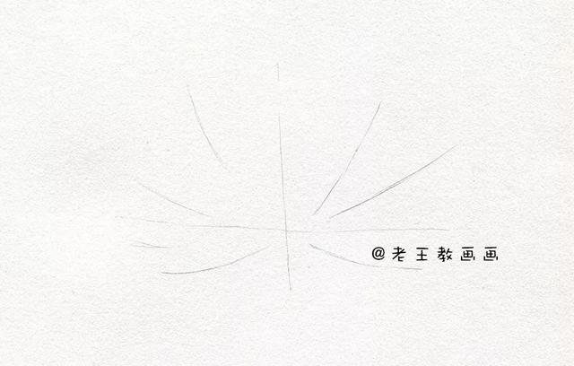 素描荷花的画法步骤，素描荷花（非常简单的素描教程）