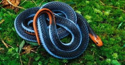 遇到死蛇有什么预兆，梦见死蛇是什么预兆（更别滥捕滥食野生动物）