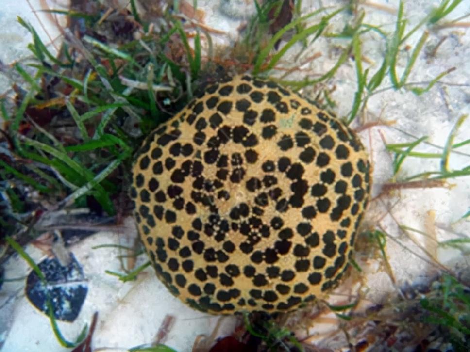 之前我们就介绍过饼干海胆,今天为大家介绍的叫做面包海星.