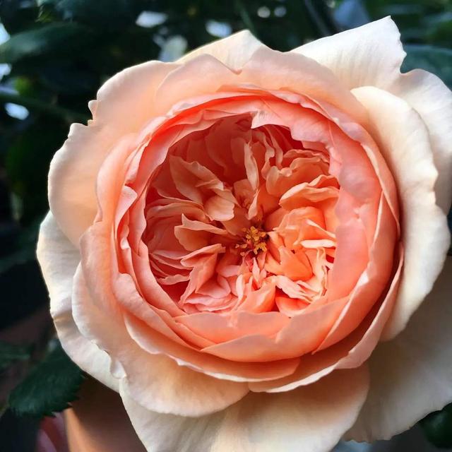 月季小苗品种，送你一份“清单”