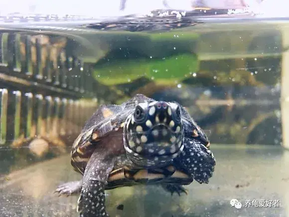十大最好养的深水龟，十大深水龟排名图片（哪些才是属于观赏性好的）