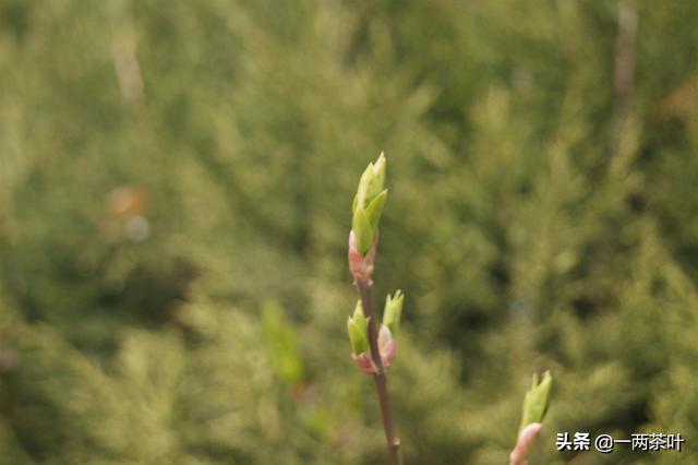 瓯怎么读，颐怎么读 拼音（鲁西南方言杂谈-瓯）