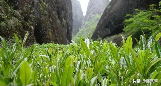 太姥山的资料，太姥山是哪里的（你知道白茶都是什么树种做的吗）
