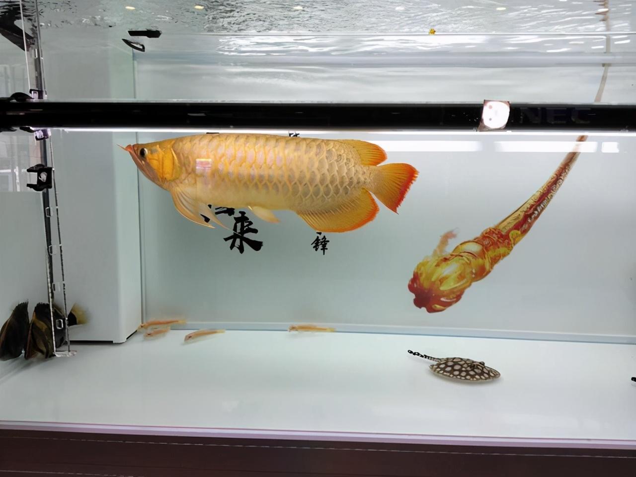 全球十大名贵观赏鱼排行榜及市场价揭秘，奢华水族收藏必备指南