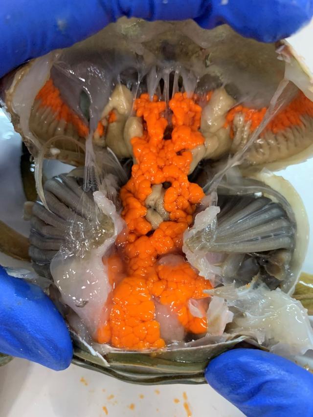 黄油蟹是什么蟹，水蟹、奄仔蟹、肉蟹、膏蟹、黄油蟹你还傻傻分不清吗