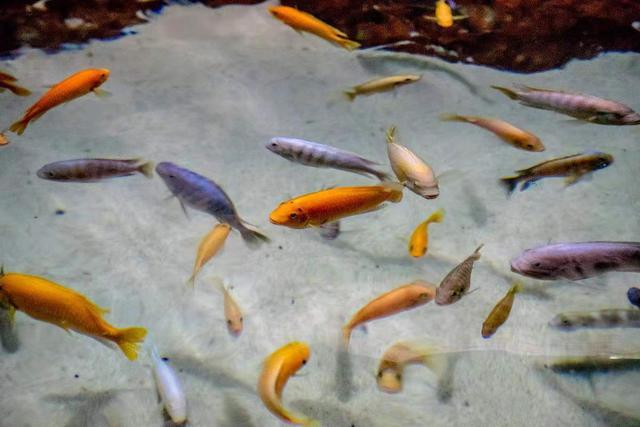 孔雀鱼为什么是鳄雀鳝的天敌，鳄雀鳝怕孔雀鱼吗（为什么很多鱼友不愿意饲养它们呢）