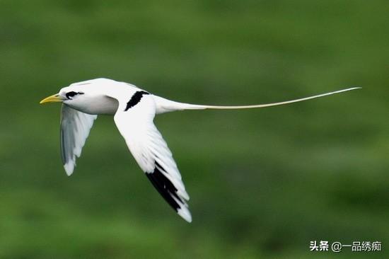 一个东一个鸟怎么读，一个东一个鸟怎么念（见过好多鸟名生僻字）