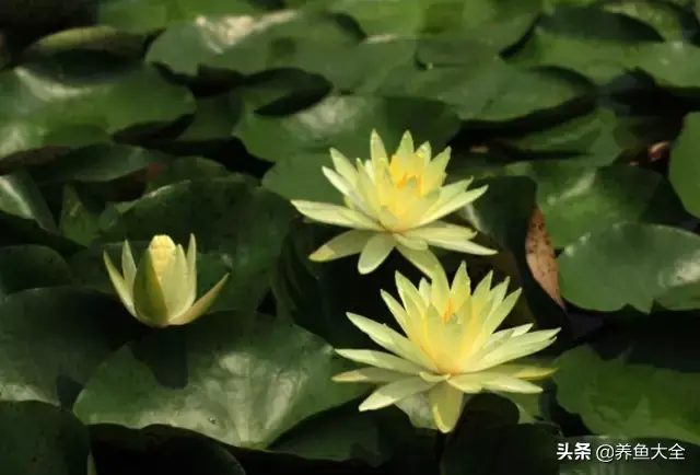 莲花的别称有哪些，莲花的别称有哪些拼音（ 太齐全太珍贵了）