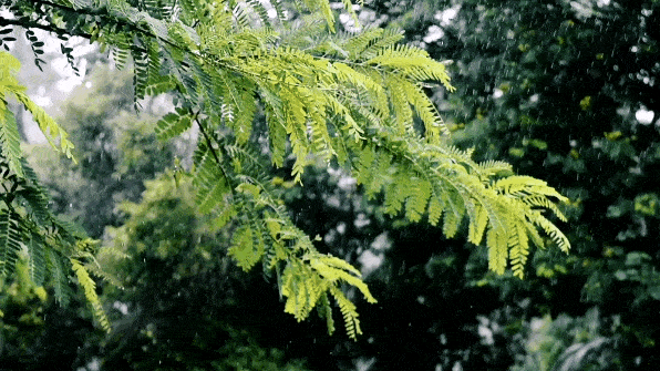 含雨的诗句，含雨的诗句连续两句（诗词鉴赏-十三首夏雨诗词）