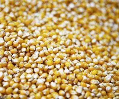 怎么查询鸽子的成绩，怎么查找鸽子的成绩（学习强豪养鸽秘诀）