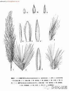 白牛胆的功效与作用，白牛胆的功效与作用禁忌（中药图片大全与功效）