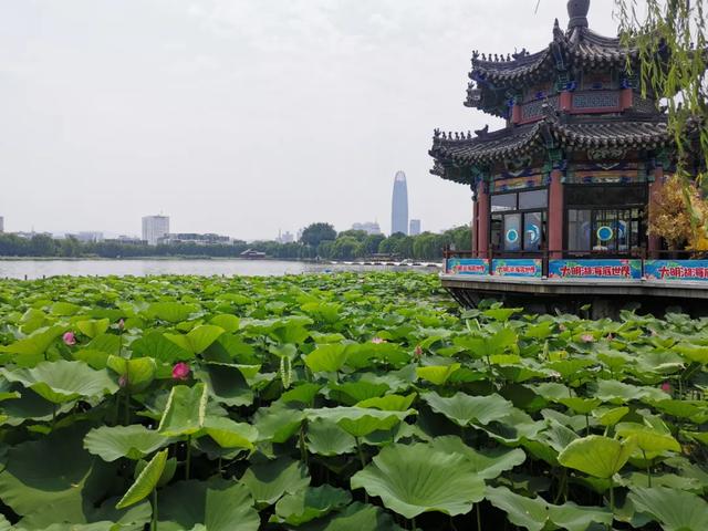 夏雨荷大明湖畔在哪里，大明湖畔的夏雨荷在哪个城市（快来跟“夏雨荷”见个面）
