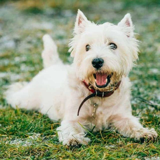 rf犬 给狗狗取名字？哪些名字狗更容易听懂？怎么教狗认识名字？