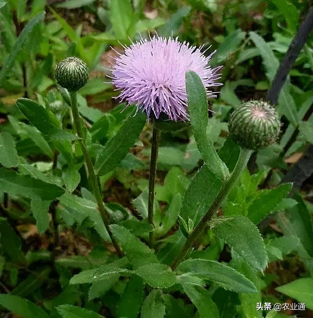 野辣菜长期保存方法,野辣菜长期保存方法图片(你对哪些情有独钟)