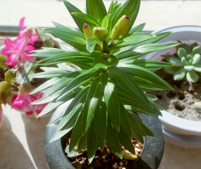 土培百合花怎么养，土壤百合花怎么养（一年四季都能有花赏）
