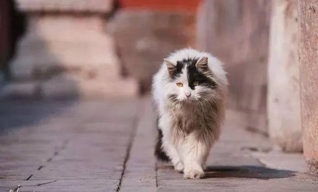 故宫最胆小御猫，我们只是惊呼是不够的